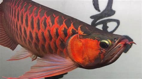 龍魚介紹